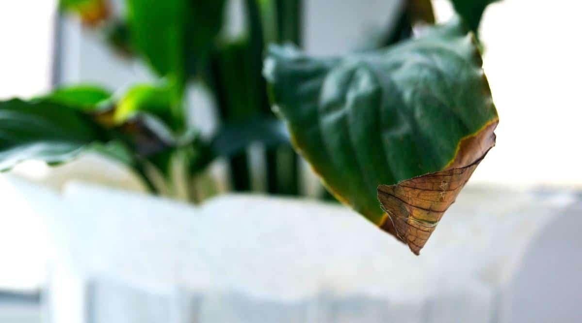 A close up image of a peace lily plant that has dark brown edging on the leaves. You can clearly see that the leaf and plant overall has issues. It appears that this plant has been over fertilized causing the leaf burn.