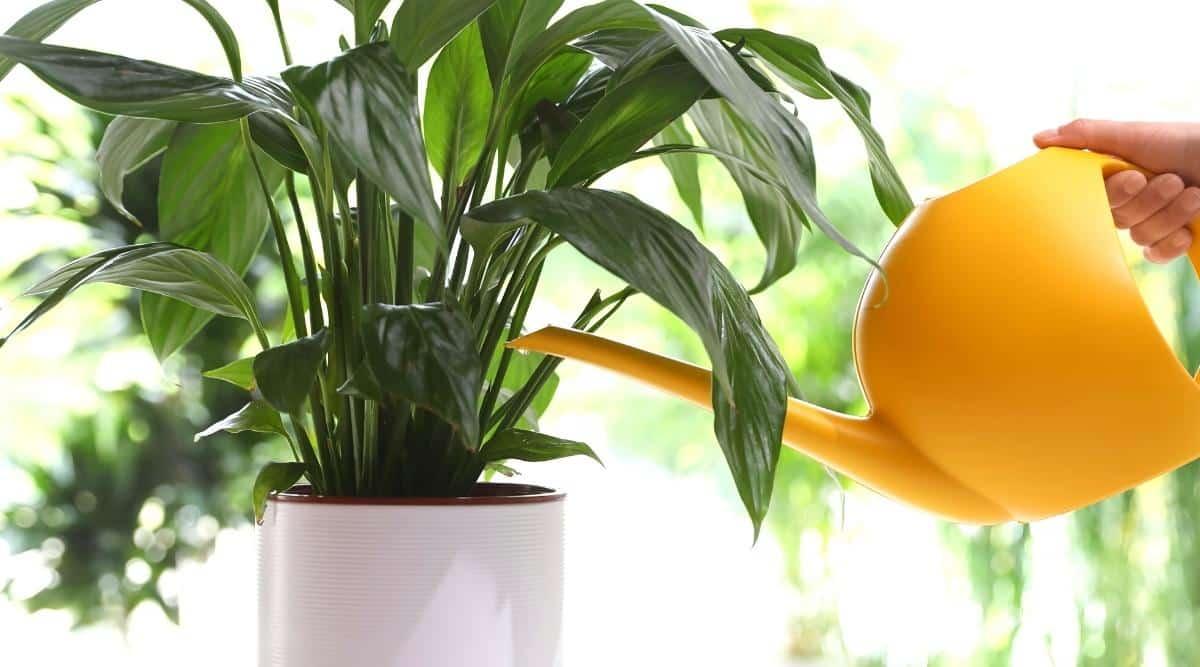 A woman watering a plant from her yellow watering can. The plant is in a white ceramic pot that has rings around the pot's base. The watering can is made of a yellow plastic material, and the water is being poured directly onto the plant at the base of the plant in the container.