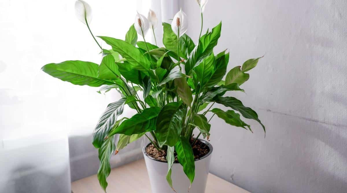 A potted plant sitting next to a window. You can see the plant is a peace lily, with several beautiful white flowers. The window is sunny, and could be too much sun for the plant if left there for too long. It's planted in a white ceramic pot, and sits on a desk that's a light wood color with a white wall next to it, and shadows cast from the plant.