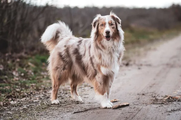 australian-shepherd-tail