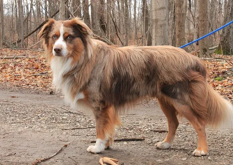 Tail Talk: Exploring the Intriguing World of Australian Shepherd Tails