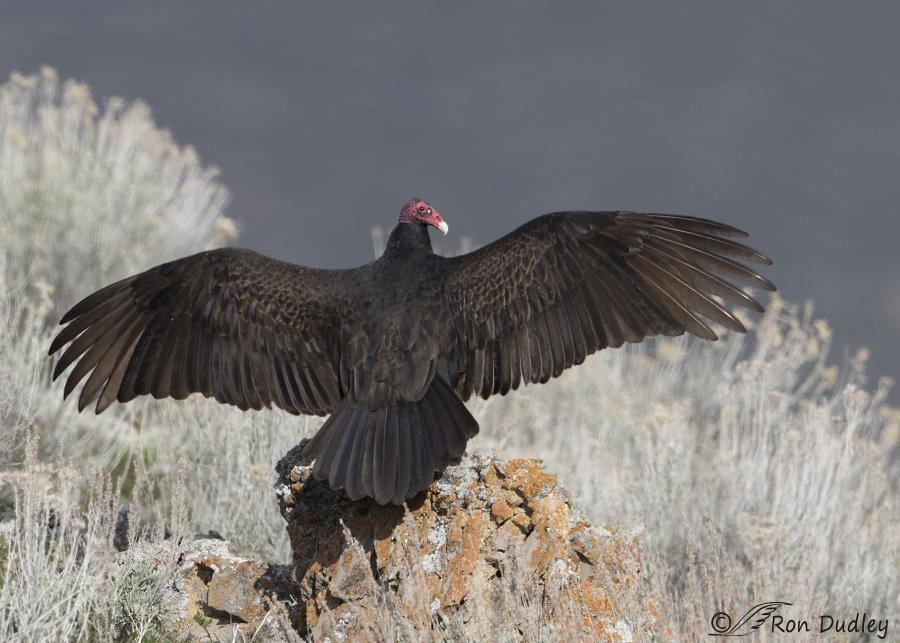 turkey vulture 4562 ron dudley