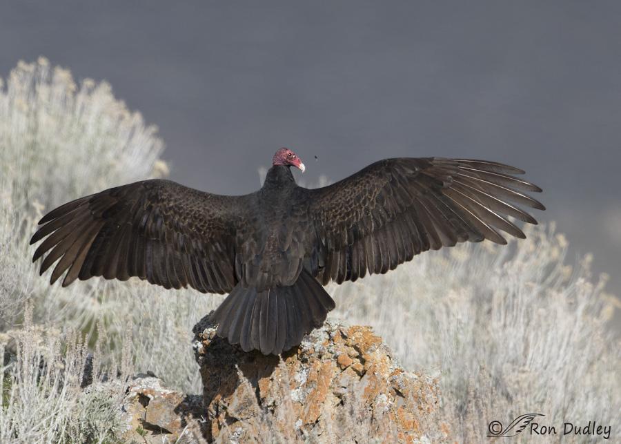 turkey vulture 4695 ron dudley