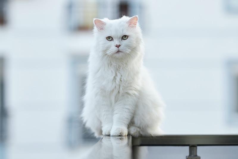 cat panting close up