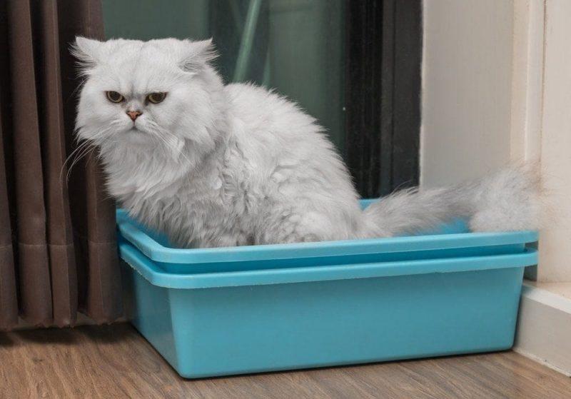 white persian cat using litterbox