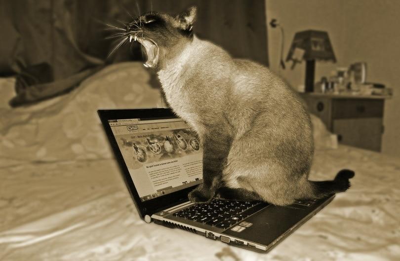 Cat bored with Facebook newsfeed