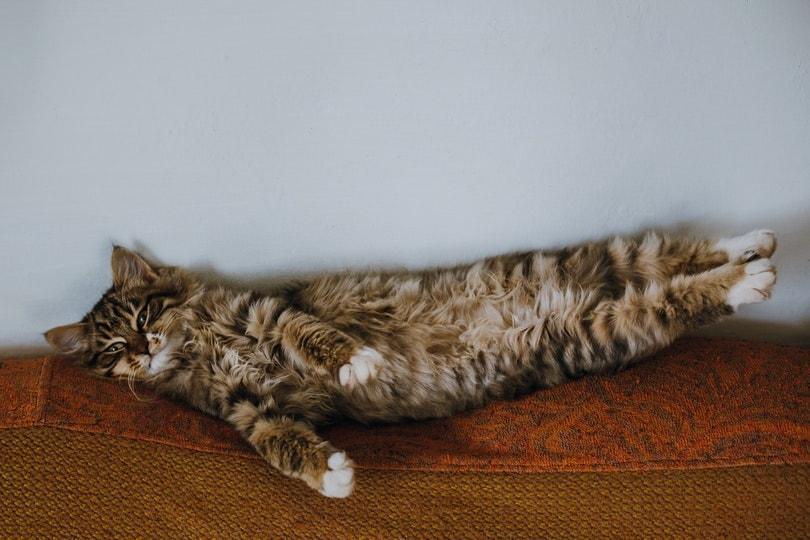 cat stretching while lying on its back