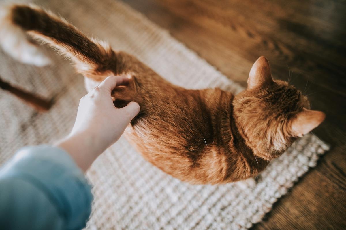 A person scratches their cat's back