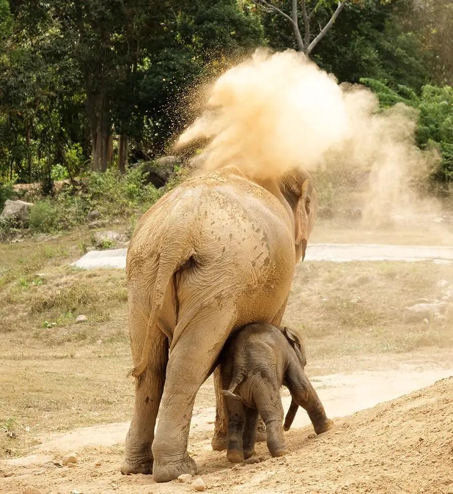 Elephant with baby throwing dirt