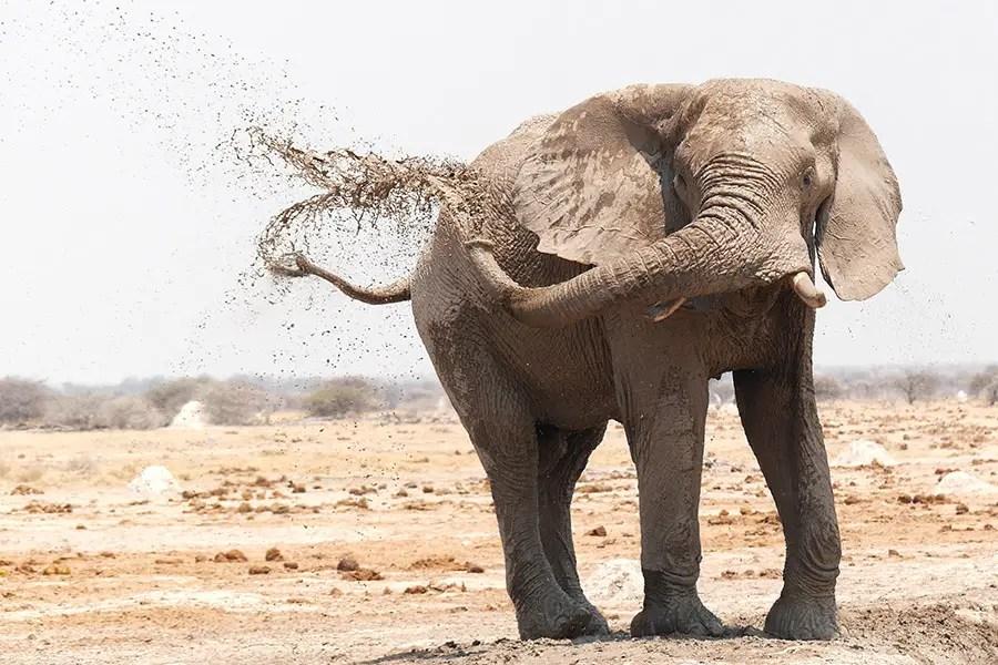 Elephant throwing mud