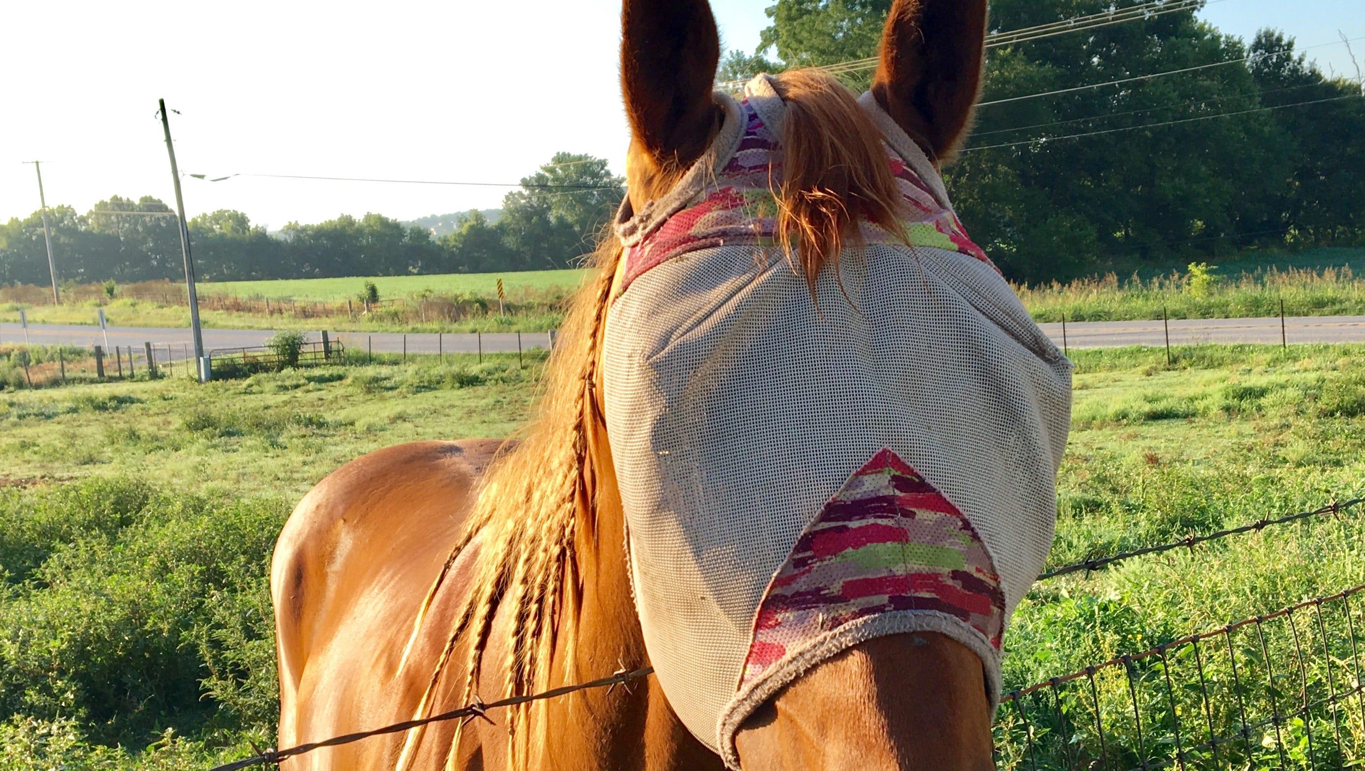 Answer Man: Why is there a mask on so many of the horses that I see?