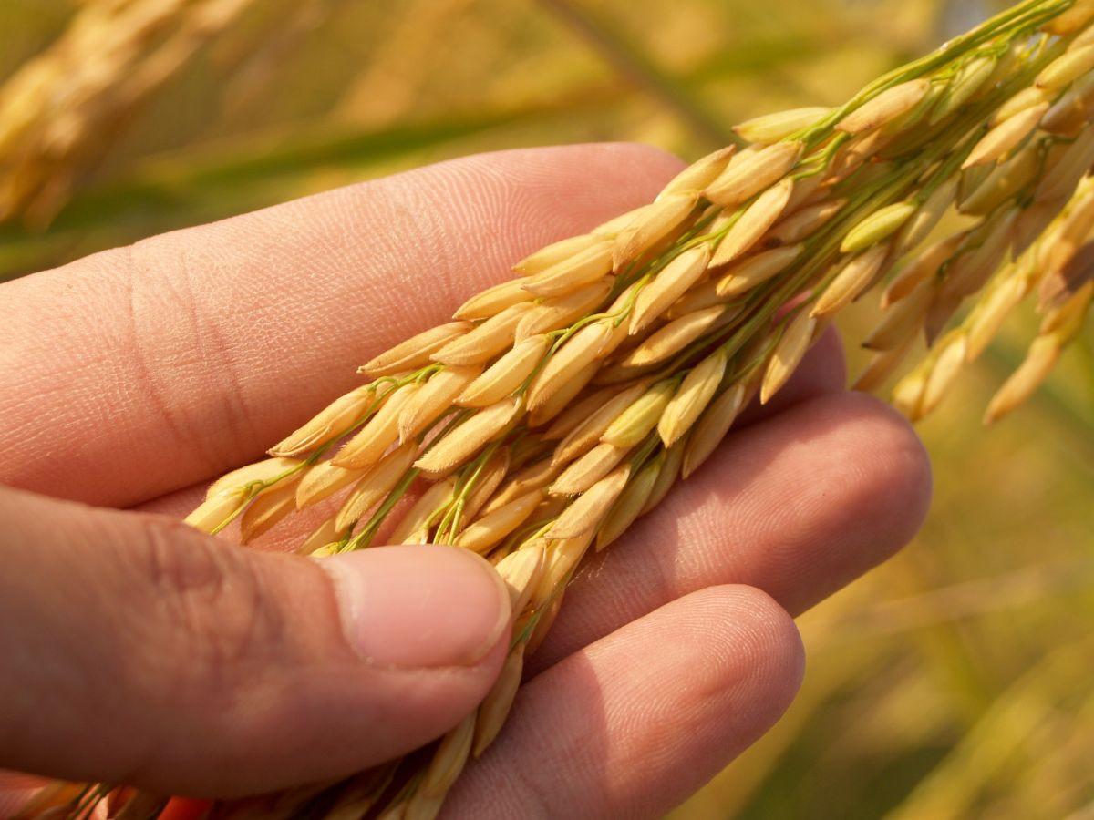 Picking Rice