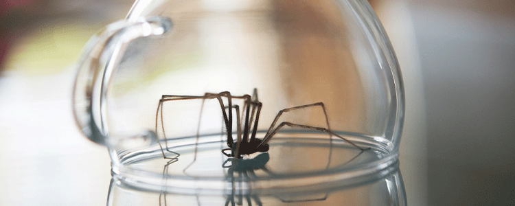 Trap Spiders in Glass