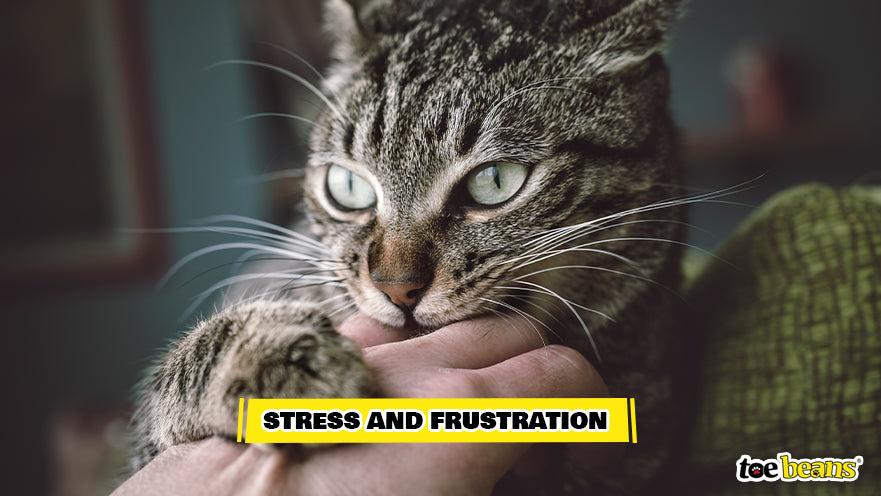 Stressed and Frustrated Cat Image by Toe Beans