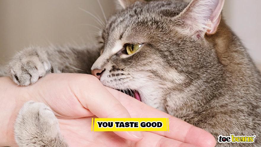 Cat Tasting Hand Image by Toe Beans