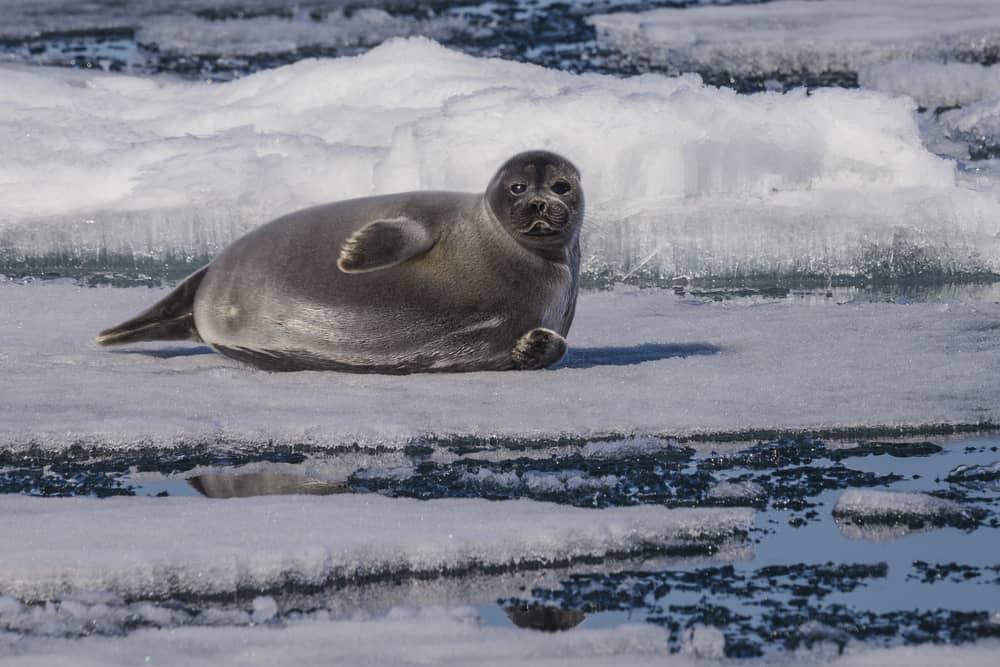 The unique Baikal seal on ice