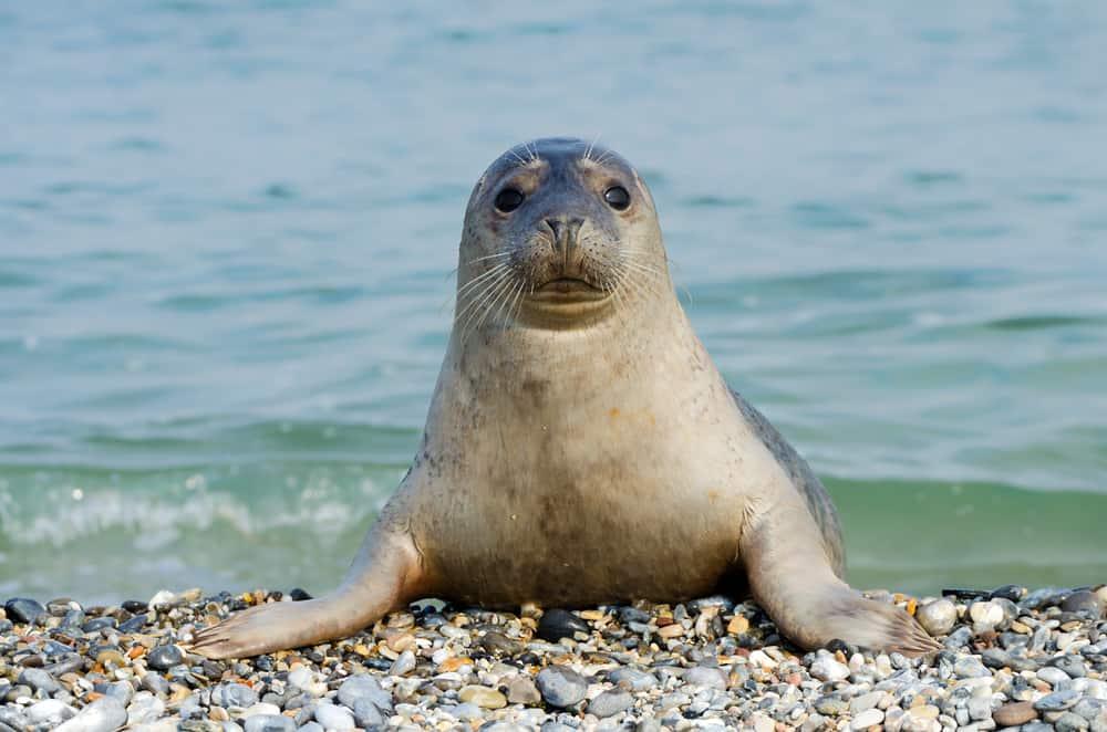 Curious common seal