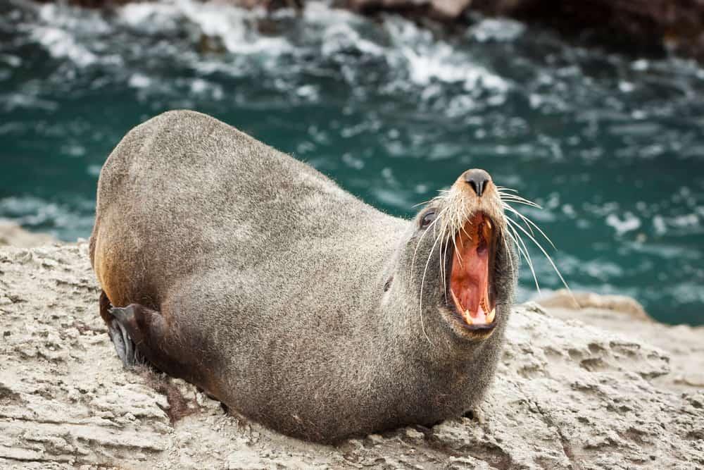 Close-up of a annoyed New Zealand fur seal