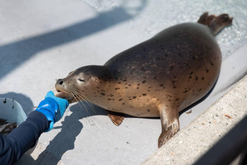 seal of asahiyama zoo