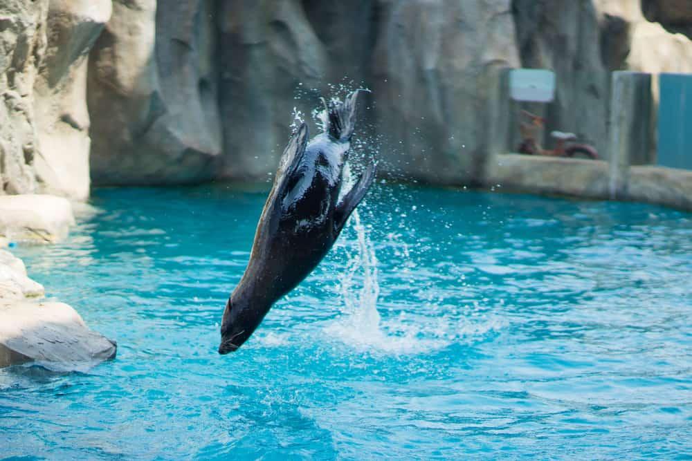 Performance of the seals in the zoo