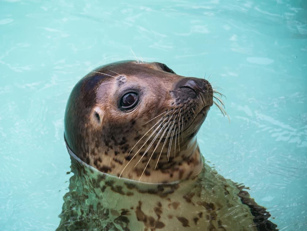 Seal head close up