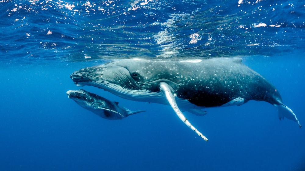 Humpback Whales pacific Ocean