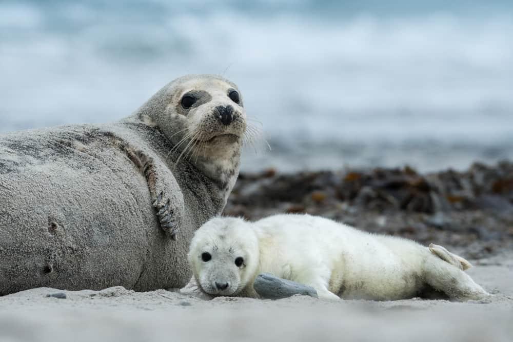 Grey seal pup with mother, Halichoerus grypus, Helgoland, Germany