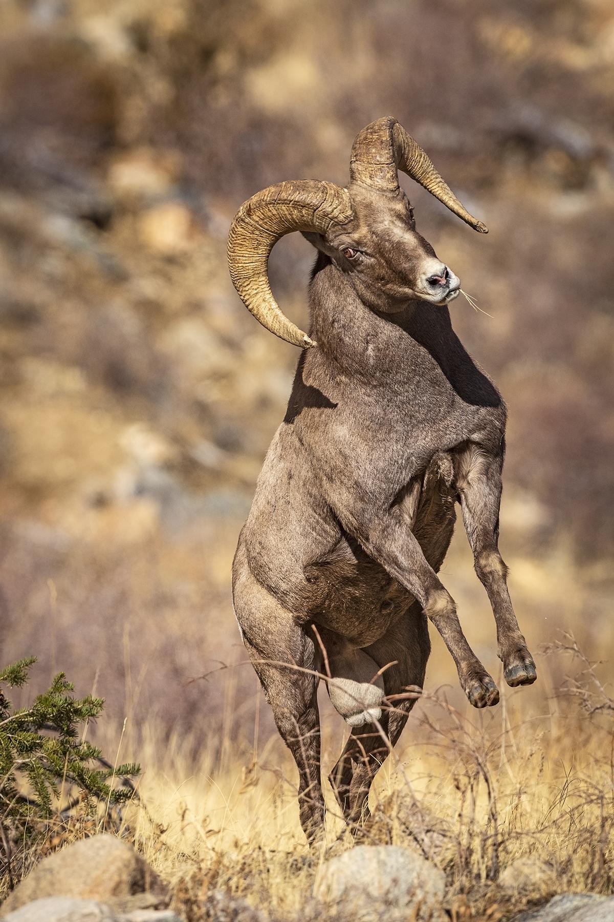 A bighorn sheep ram (Ovis canadensis) rears up prior to butting heads on a sunny day in Arapaho National Forest, Colorado. (Dawn Wilson/Estes Park Trail-Gazette)