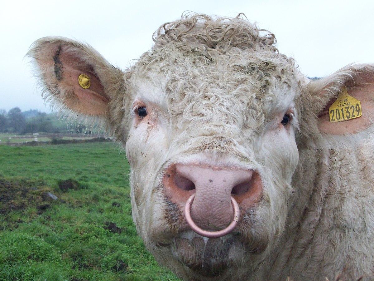 A bull with a nose ring.