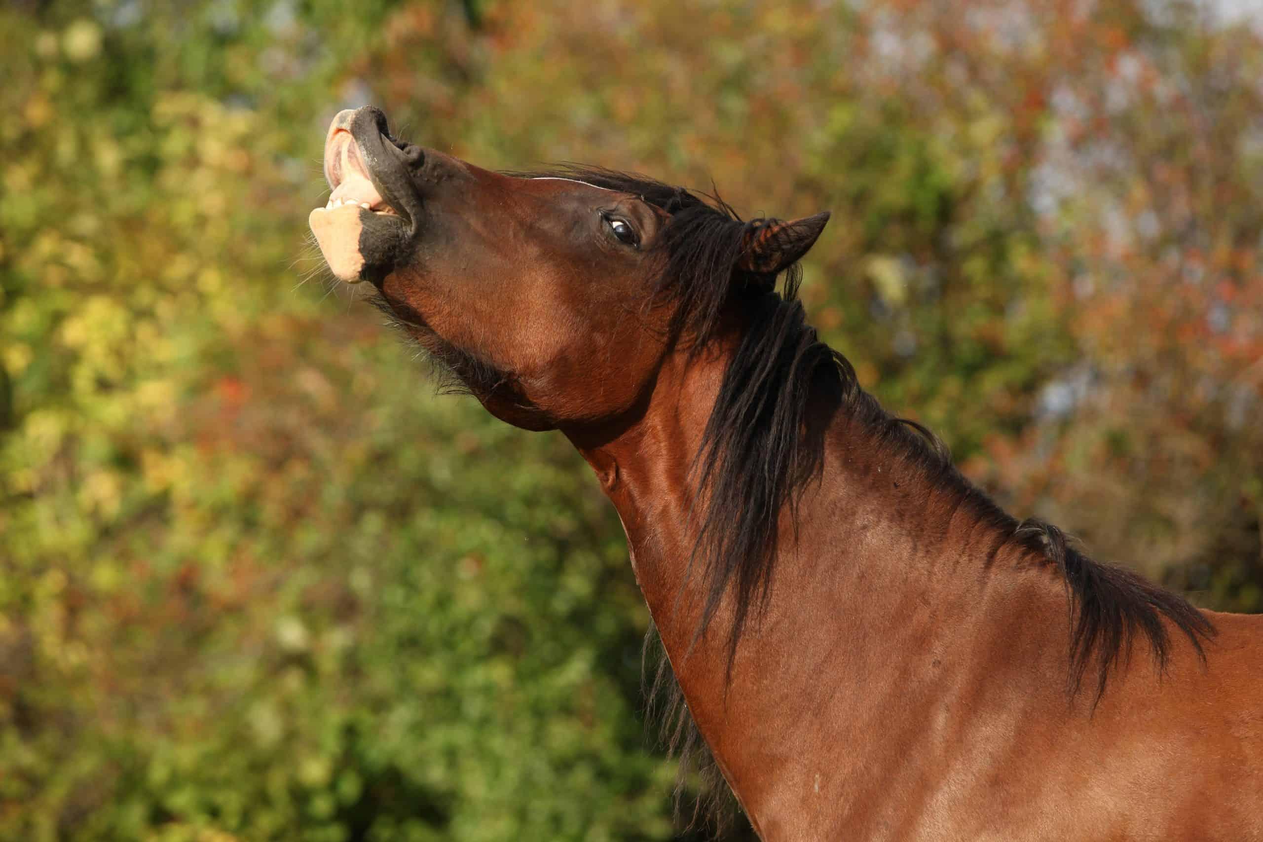 Nice brown mare showing its teeth on pasturage in autumn