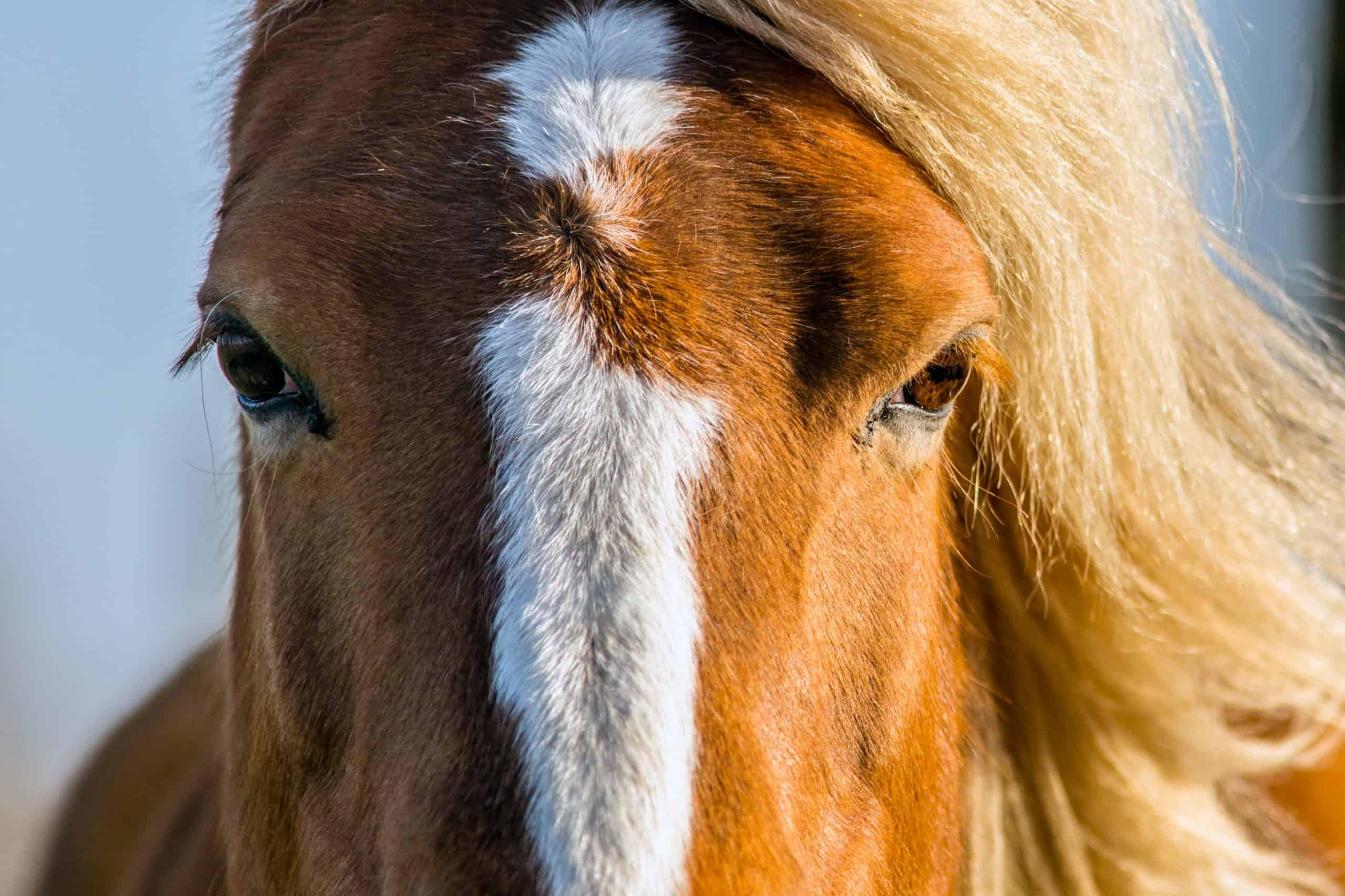 an extreme close up of an horse with light coming from one side litting up one eye