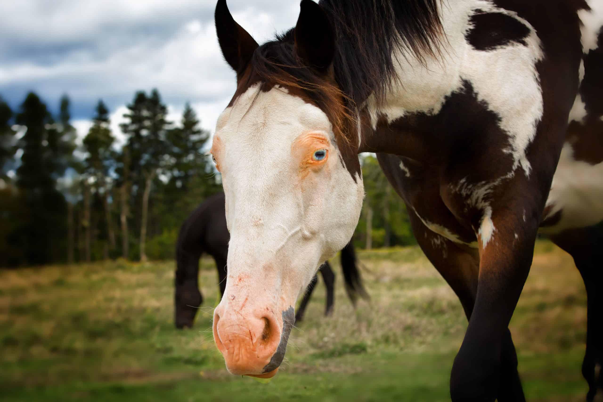 Beautiful horse with white face, pink nose and blue eye.