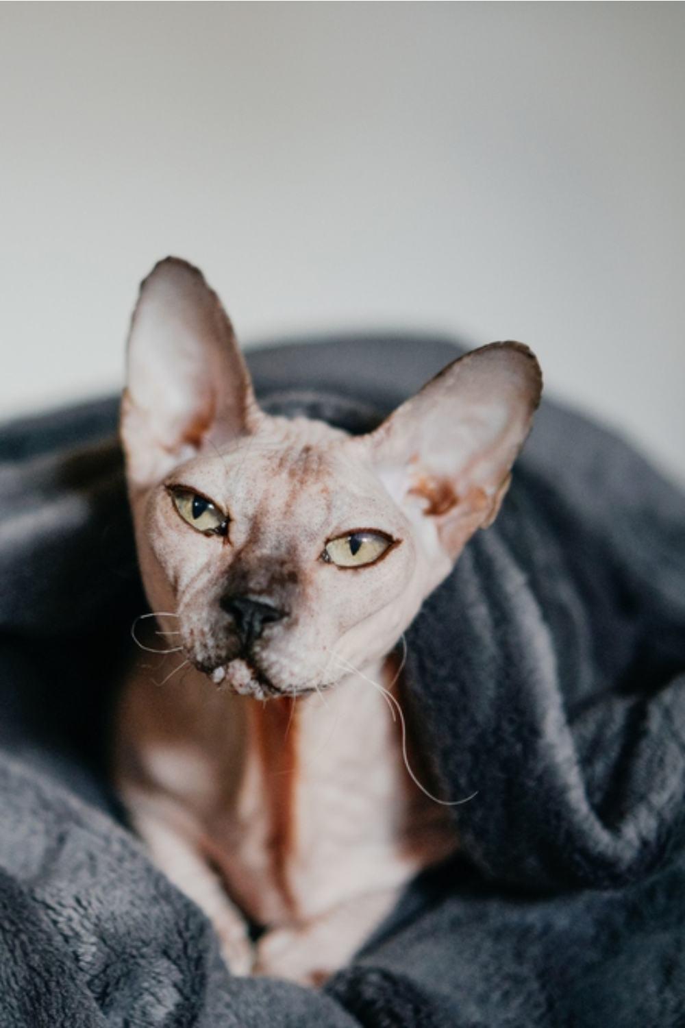Sphinx cat wrapped in a gray blanket