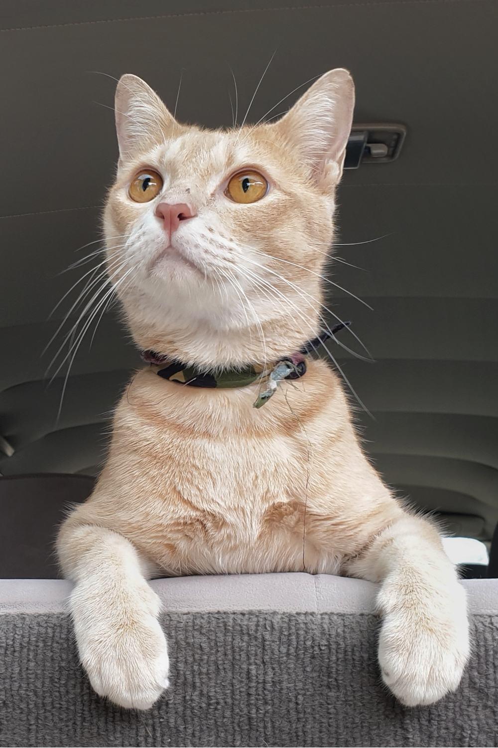 an adorable bright orange cat standing alone on the passenger seat