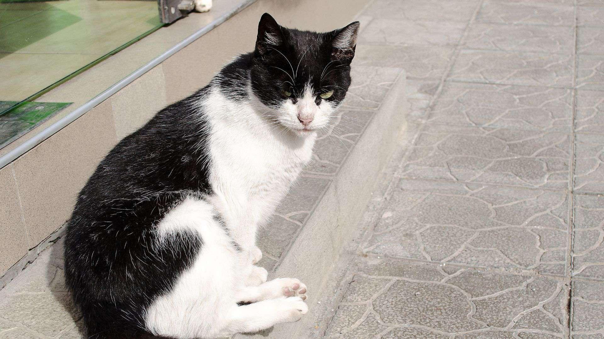 cat huffing and sitting on the stairs