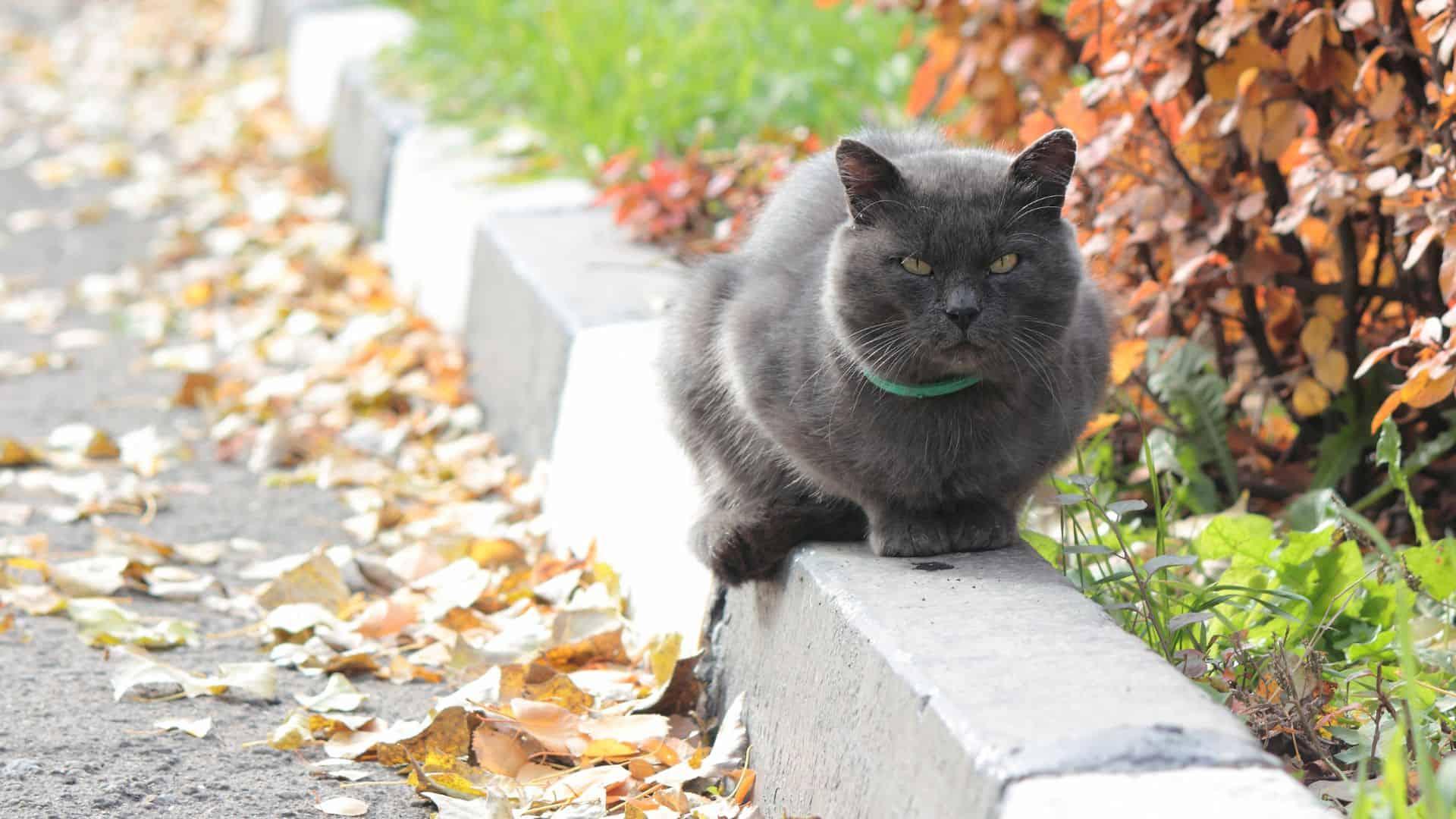 black cat huffing sitting on sidewalk