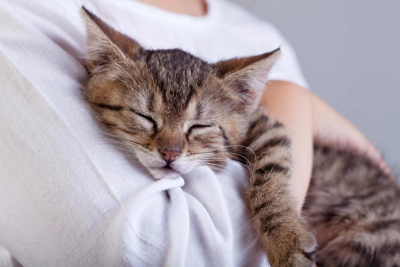 Adorable kitten in a hugging posture, exhibiting affectionate behavior and showcasing a heartwarming bond.