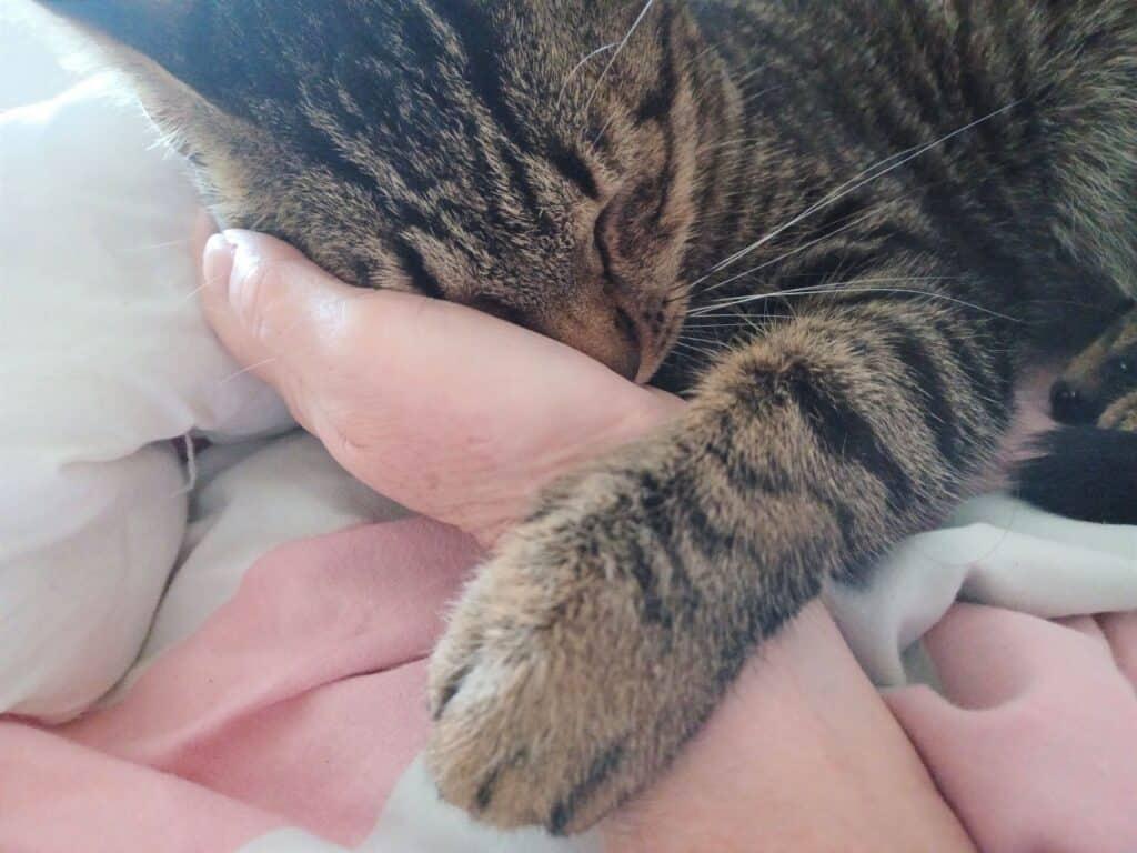 Tabby cat leaning against human hand and purring