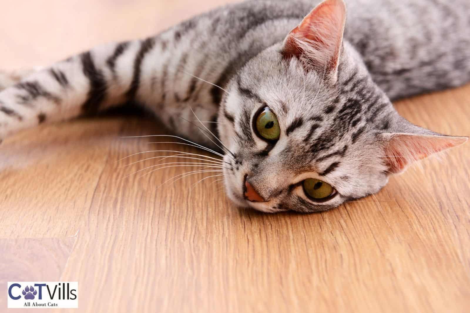 baby Persian cat lying on the floor