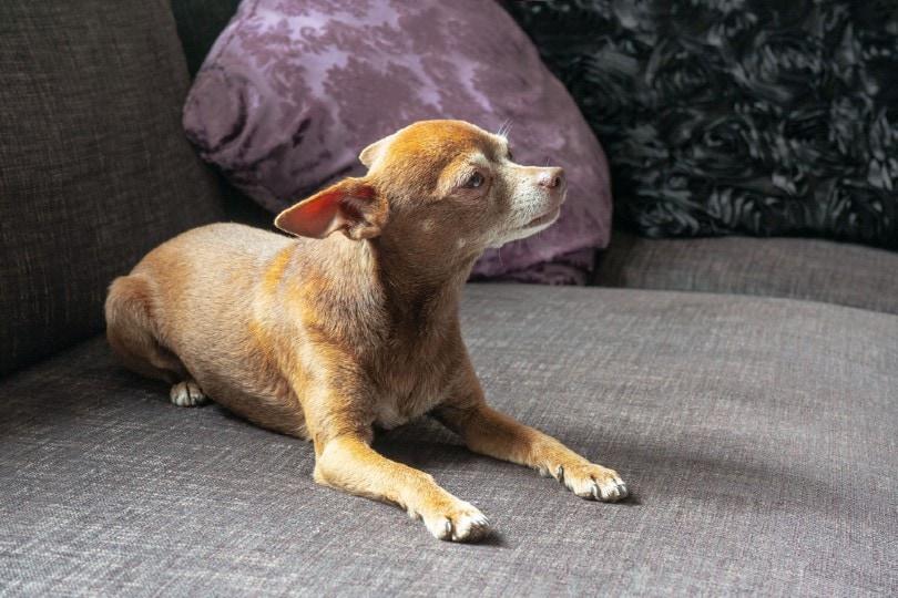 chihuahua lying on a couch