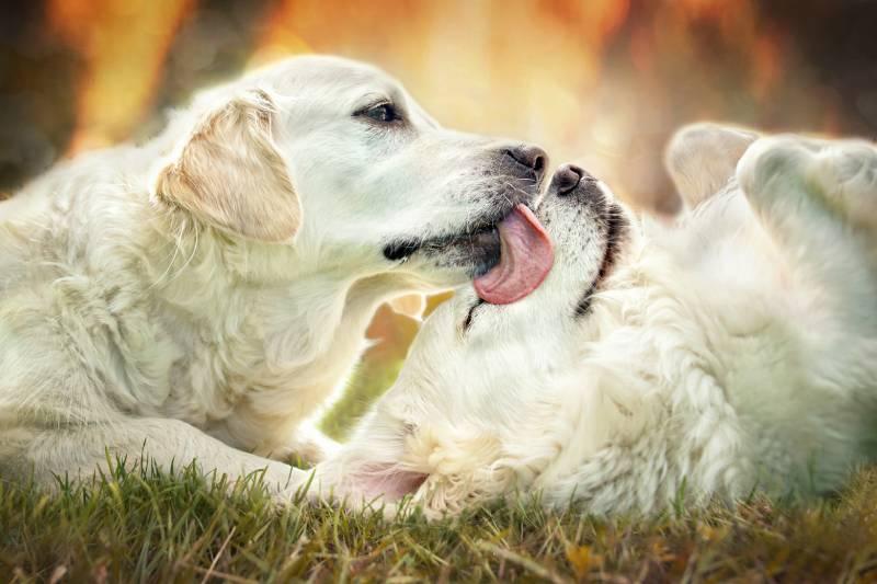 friendly dog licking other dog