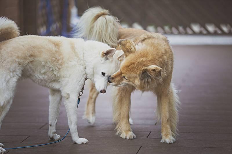 brown dog licking the other dog