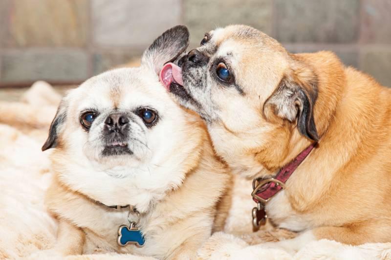two cute pug and pekingese dogs lying together with one licking the ears of the other