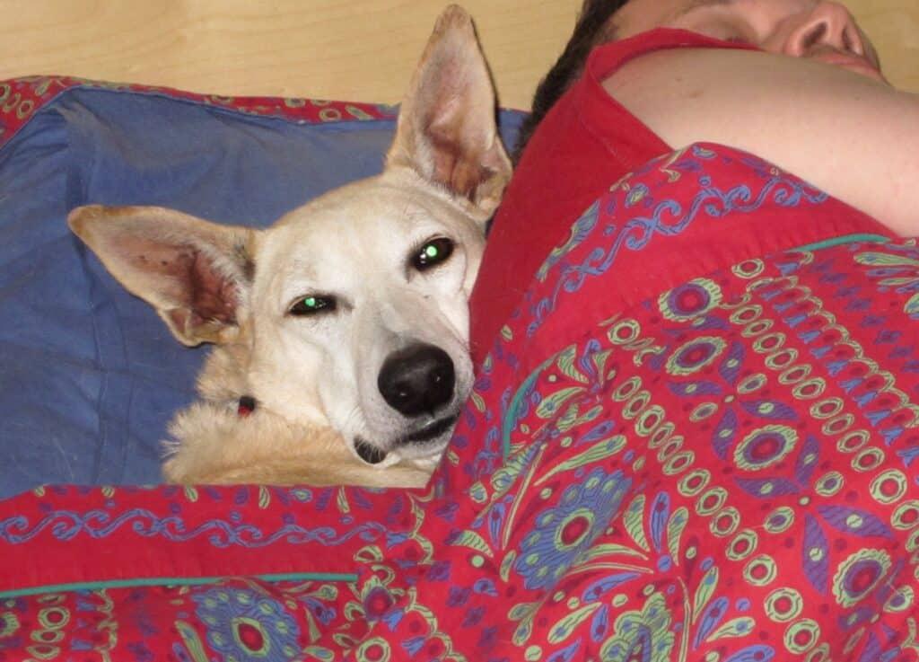 Sandt color desert dog lying under duvet with male owner