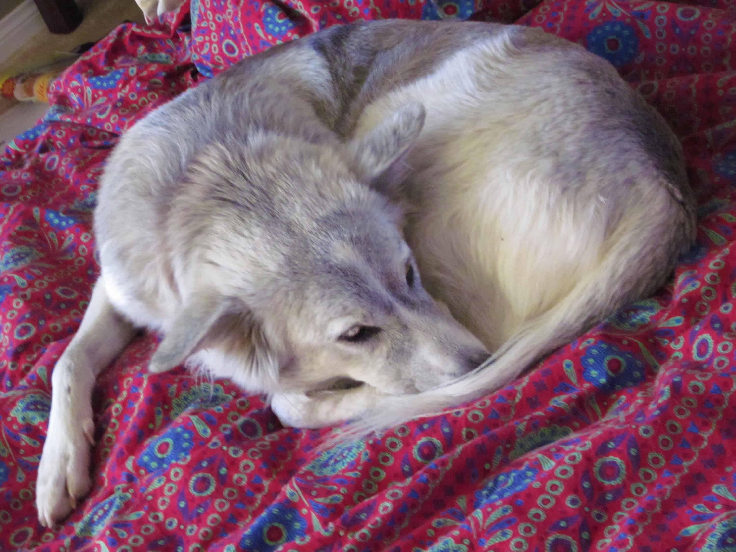 Gray silver dog curled up asleep on bed