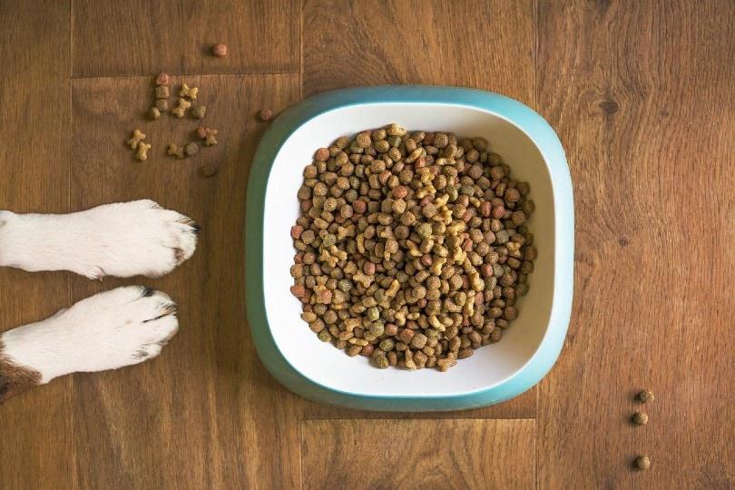 dog showing his paws about to eat dog food