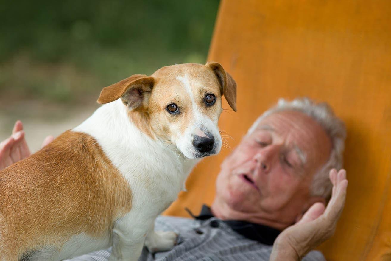 dog standing in old man