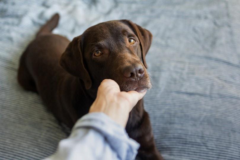 sad and sick labrador retriever dog