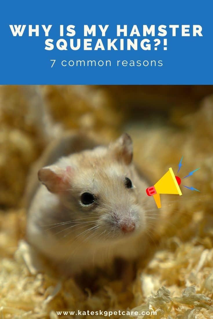 Gold-colored hamster with loudspeaker icon and text saying: Why is my hamster squeaking?! 7 common reasons