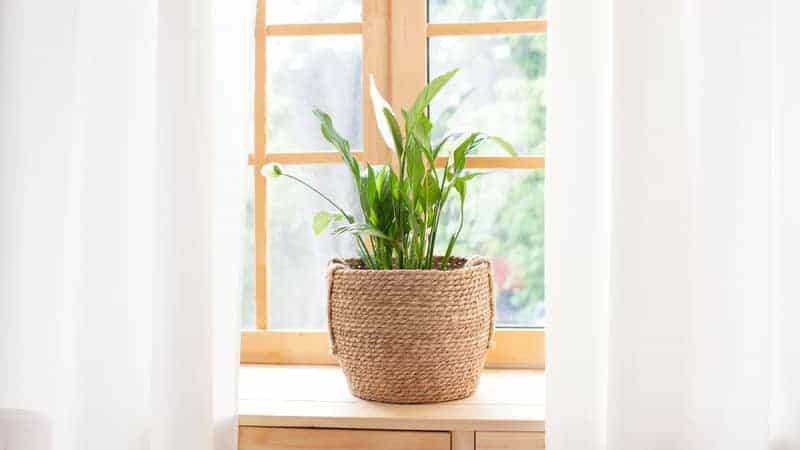 Spathiphyllum home plant in straw pot stands on a windowsill.